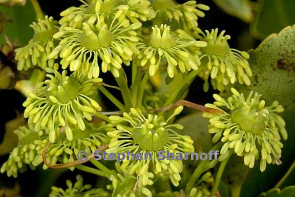 trichodendron araloides 4 graphic